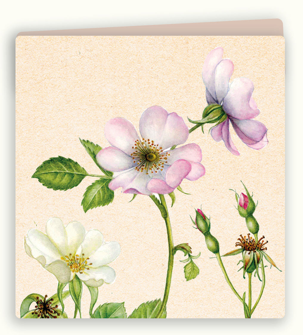 Botanische wenskaart 64
