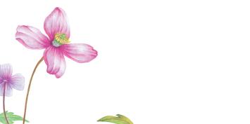 Botanische wenskaart 65